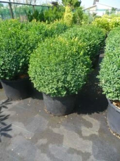Buxusbol (Buxus Sempervirens, Bolvorm) -DIRECTPLANT Winkel buxus sempervirens bol 50 60 1