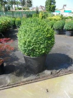 Buxusbol (Buxus Sempervirens, Bolvorm) -DIRECTPLANT Winkel buxus sempervirens bol 70 80 2