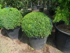 Buxusbol (Buxus Sempervirens, Bolvorm) 34 Buxusbol (Buxus Sempervirens, Bolvorm) -DIRECTPLANT Winkel buxus sempervirens bol 80 90 c110