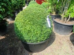 Buxusbol (Buxus Sempervirens, Bolvorm) -DIRECTPLANT Winkel buxus sempervirens bol 90 100 c200 1