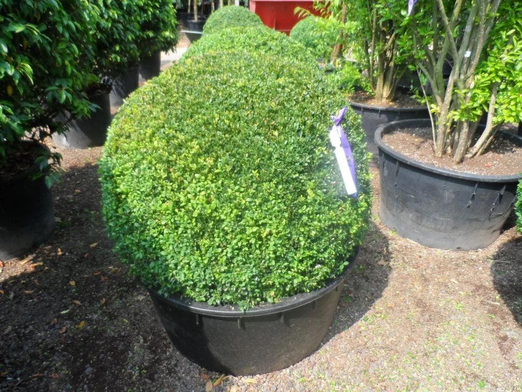 Buxusbol (Buxus Sempervirens, Bolvorm) 8 Buxusbol (Buxus Sempervirens, Bolvorm) - Afbeelding 6