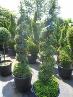 Buxus Als Spiraal (Buxus Sempervirens) 8 Buxus Als Spiraal (Buxus Sempervirens) -DIRECTPLANT Winkel buxus sempervirens spiraal 150 175 c50 70