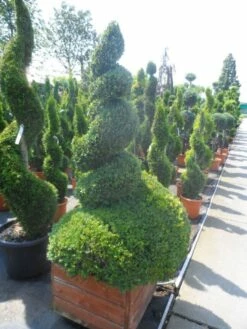 Buxus Als Spiraal (Buxus Sempervirens) 9 Buxus Als Spiraal (Buxus Sempervirens) -DIRECTPLANT Winkel buxus sempervirens spiraal 150 175 houten bak extra dik