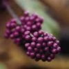 Schoonvrucht (Callicarpa Bodinieri 'Profusion') 2 Schoonvrucht (Callicarpa Bodinieri 'Profusion') -DIRECTPLANT Winkel cabprofu 30 6
