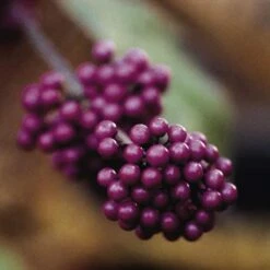 Schoonvrucht (Callicarpa Bodinieri 'Profusion')