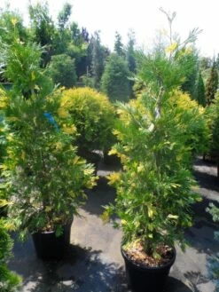 Bonte Libocedrus (Calocedrus Decurrens 'Aureovariegata') -DIRECTPLANT Winkel calocedrus decurrens aureovariegata 125 150 175