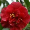 Camelia Als Leivorm (Camellia Japonica 'Doctor Burnside') -DIRECTPLANT Winkel cam 1