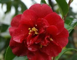 Camelia Als Leivorm (Camellia Japonica 'Doctor Burnside')