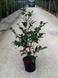 Camellia (Camellia Japonica 'Black Lace') -DIRECTPLANT Winkel camelia black lace c7 1