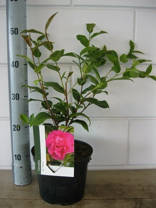 Camelia Als Leivorm (Camellia 'Debbie') 4 Camelia Als Leivorm (Camellia 'Debbie') - Afbeelding 2