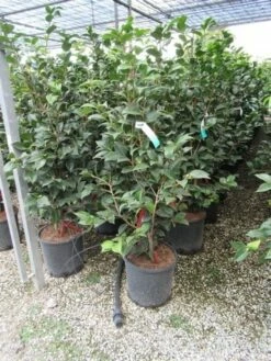 Camelia (Camellia, Rood) -DIRECTPLANT Winkel camellia 1