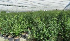 Camelia (Camellia 'Debbie') -DIRECTPLANT Winkel camellia 4 1