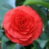 Camellia (Camellia Japonica 'Black Lace') -DIRECTPLANT Winkel camellia black lace 2