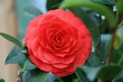 Camellia (Camellia Japonica 'Black Lace')