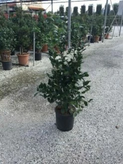 Camellia (Camellia Japonica 'Black Lace') -DIRECTPLANT Winkel camellia black lace c12 2