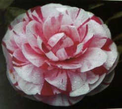 Camelia (Camellia Japonica 'Bonomiana')