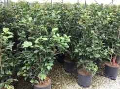 Camellia (Camellia Japonica 'Black Lace') -DIRECTPLANT Winkel camellia c12 2 2