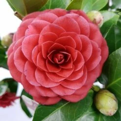 Camellia (Camellia Japonica 'Black Lace') -DIRECTPLANT Winkel camellia jap. black lace p15 premium 1 1