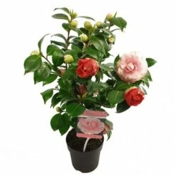 Camelia (Camellia Japonica 'Bonomiana') -DIRECTPLANT Winkel camellia jap. bonomiana p15