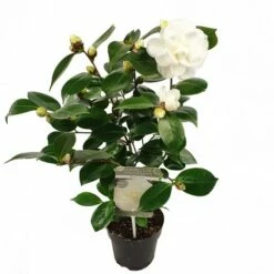 Camelia (Camellia Japonica 'Nuccio's Gem') -DIRECTPLANT Winkel camellia jap. nuccio s gem p15 1