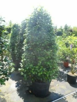 Camelia (Camellia, Rose) -DIRECTPLANT Winkel camellia japonica 175 200 1 2 2