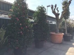 Camelia (Camellia, Rood) 26 Camelia (Camellia, Rood) -DIRECTPLANT Winkel camellia japonica 200 250 300 extra 1 1