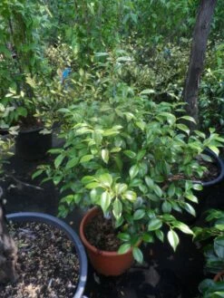 Camelia (Camellia, Rood) -DIRECTPLANT Winkel camellia japonica 60 80 c20 25 1