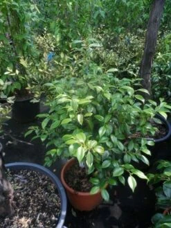 Camelia (Camellia, Wit) 15 Camelia (Camellia, Wit) -DIRECTPLANT Winkel camellia japonica 60 80 c20 25 1 2