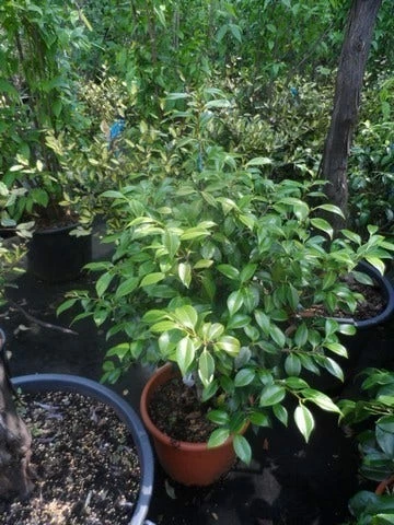 Camelia (Camellia 'Debbie') 4 Camelia (Camellia 'Debbie') - Afbeelding 2