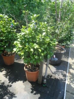 Camelia (Camellia, Rose) -DIRECTPLANT Winkel camellia japonica 80 100 2