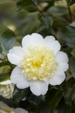 Camelia (Camellia Japonica 'Brushfield's Yellow')