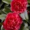 Camelia (Camellia Japonica 'Kramer's Supreme') -DIRECTPLANT Winkel camellia japonica kramer s supreme