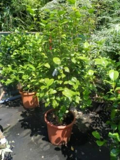 Camelia (Camellia, Rood) -DIRECTPLANT Winkel camellia japonica wit 80 100 125 1