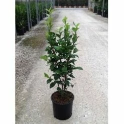 Camelia (Camellia Japonica ‘Perfection White’) -DIRECTPLANT Winkel camellia perfection white c7
