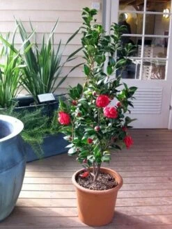 Camellia (Camellia Japonica 'Black Lace') -DIRECTPLANT Winkel camellia ret. black lace 2