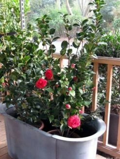 Camellia (Camellia Japonica 'Black Lace') -DIRECTPLANT Winkel camellia ret. black lace 3 2