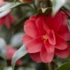 Camelia (Camellia Reticulata 'Mary Williams') -DIRECTPLANT Winkel camellia reticulata mary williams