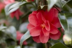 Camelia (Camellia Reticulata 'Mary Williams')