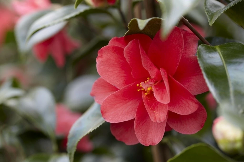 Camelia (Camellia Reticulata 'Mary Williams') 3 Camelia (Camellia Reticulata 'Mary Williams')