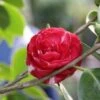 Camelia (Camellia, Rood) -DIRECTPLANT Winkel camellia rood 1