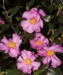 Camelia (Camellia Sasanqua 'Cleopatra') 3 Camelia (Camellia Sasanqua 'Cleopatra')