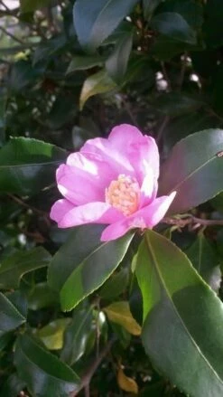 Camelia (Camellia Sasanqua) -DIRECTPLANT Winkel camellia sasanqua 1