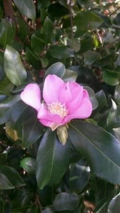 Camelia (Camellia Sasanqua) -DIRECTPLANT Winkel camellia sasanqua 2 1