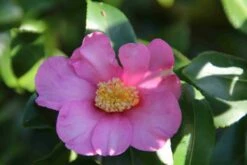 Camelia (Camellia Sasanqua) -DIRECTPLANT Winkel camellia sasanqua 2 1