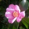 Camelia (Camellia Sasanqua) 2 Camelia (Camellia Sasanqua) -DIRECTPLANT Winkel camellia sasanqua 3