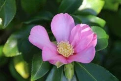 Camelia (Camellia Sasanqua) -DIRECTPLANT Winkel camellia sasanqua 3 1 1