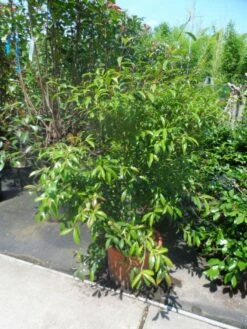 Camelia (Camellia Sasanqua) -DIRECTPLANT Winkel camellia sasanqua 60 80 100 c25 1