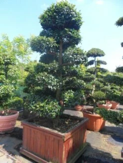 Camelia Als Bonsai (Camellia Sasanqua) 15 Camelia Als Bonsai (Camellia Sasanqua) -DIRECTPLANT Winkel camellia sasanqua bonsai 200 225 houten bak