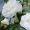 Camelia (Camellia, Wit) -DIRECTPLANT Winkel camellia white