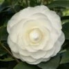 Camelia (Camellia Japonica ‘Perfection White’) -DIRECTPLANT Winkel camellia white p
